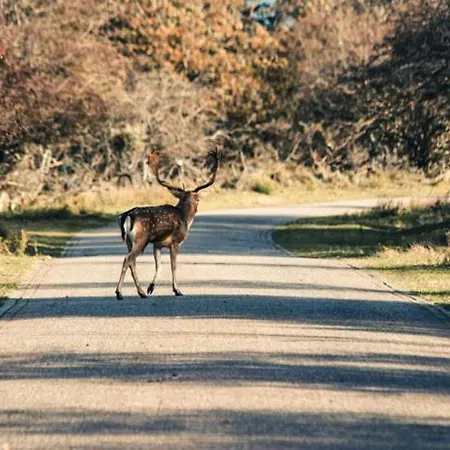 Bed & - Free Parking And Close To Beach! * Noordwijk
